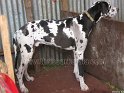 Mannuthy-Thrissur-Dog-Show-2011 (31)